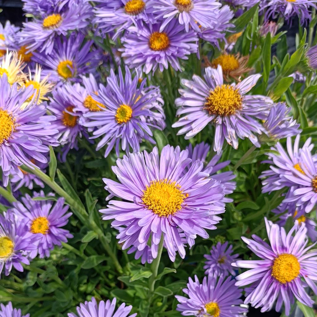Aster alpinus Goliath - Astro alpino