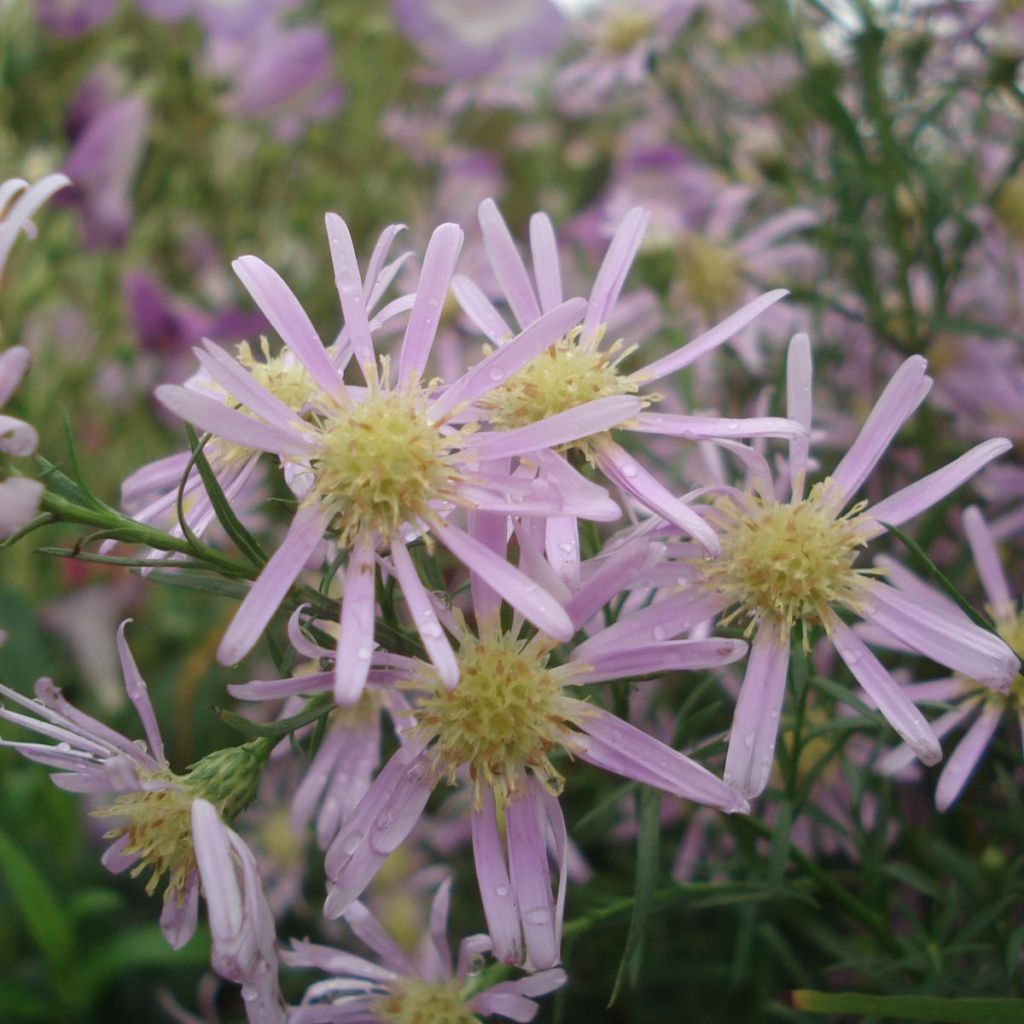 Aster Pink Star