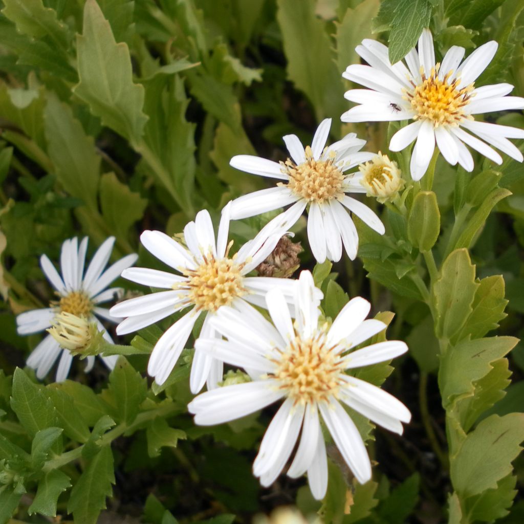 Aster ageratoides Ashvi
