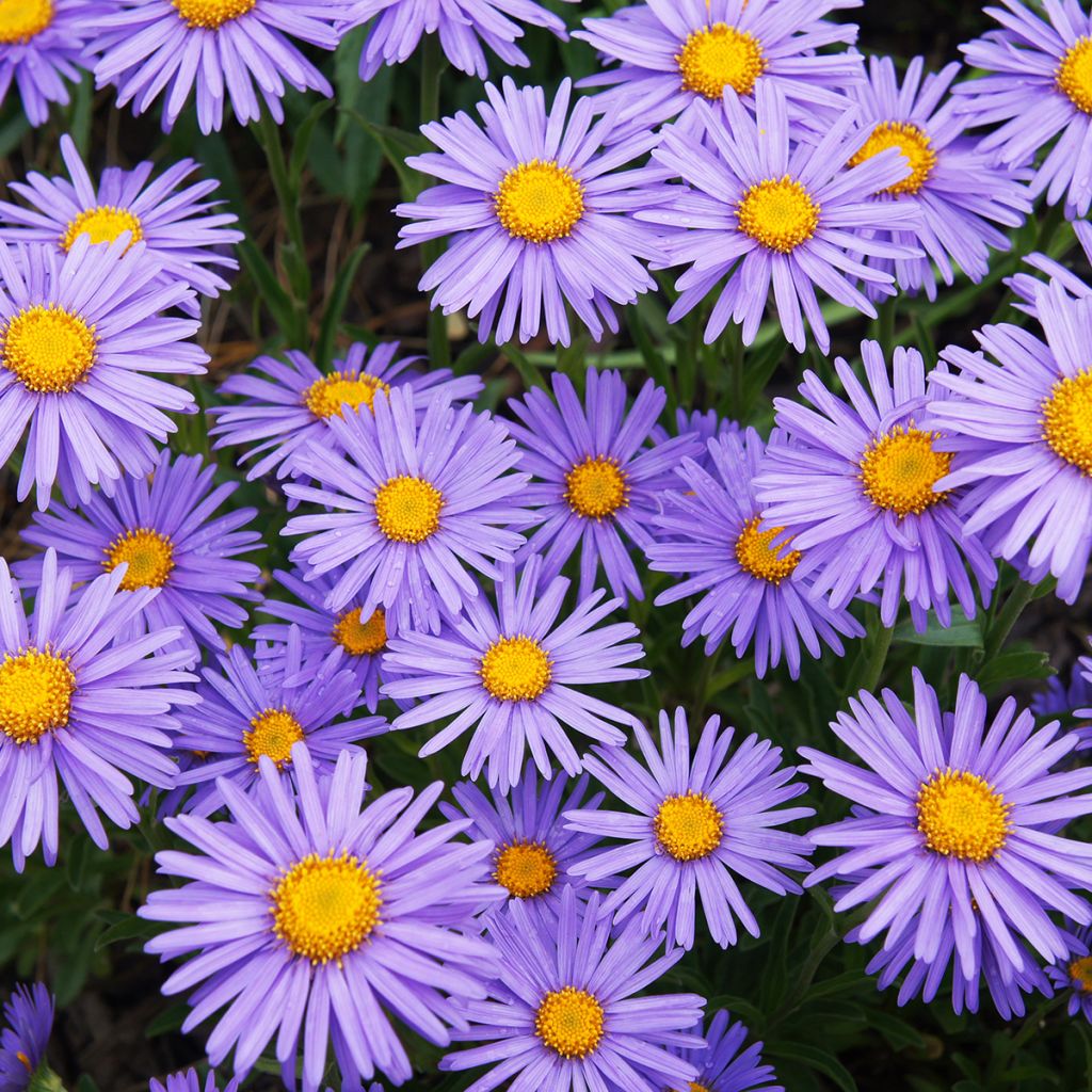 Aster alpinus Goliath - Astro alpino