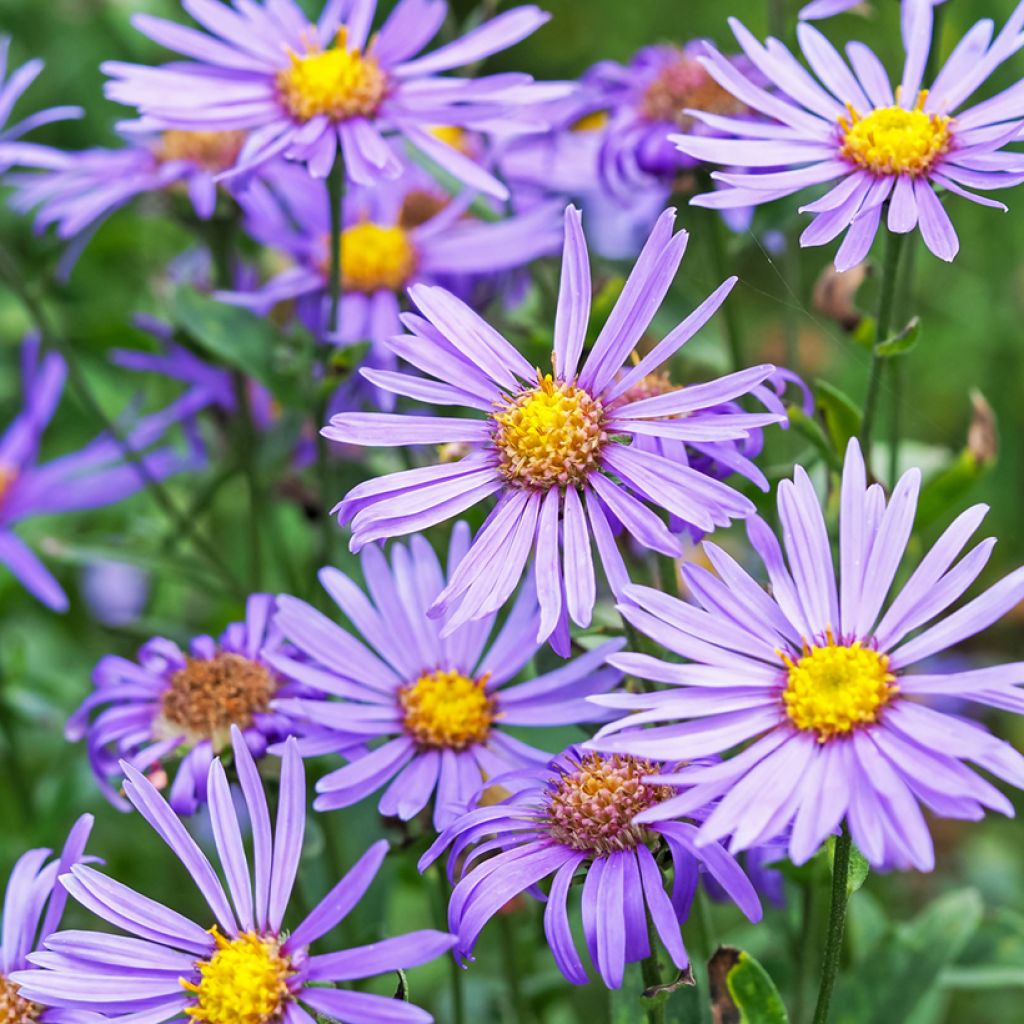 Aster amellus Rudolf Goethe - Astro di Virgilio