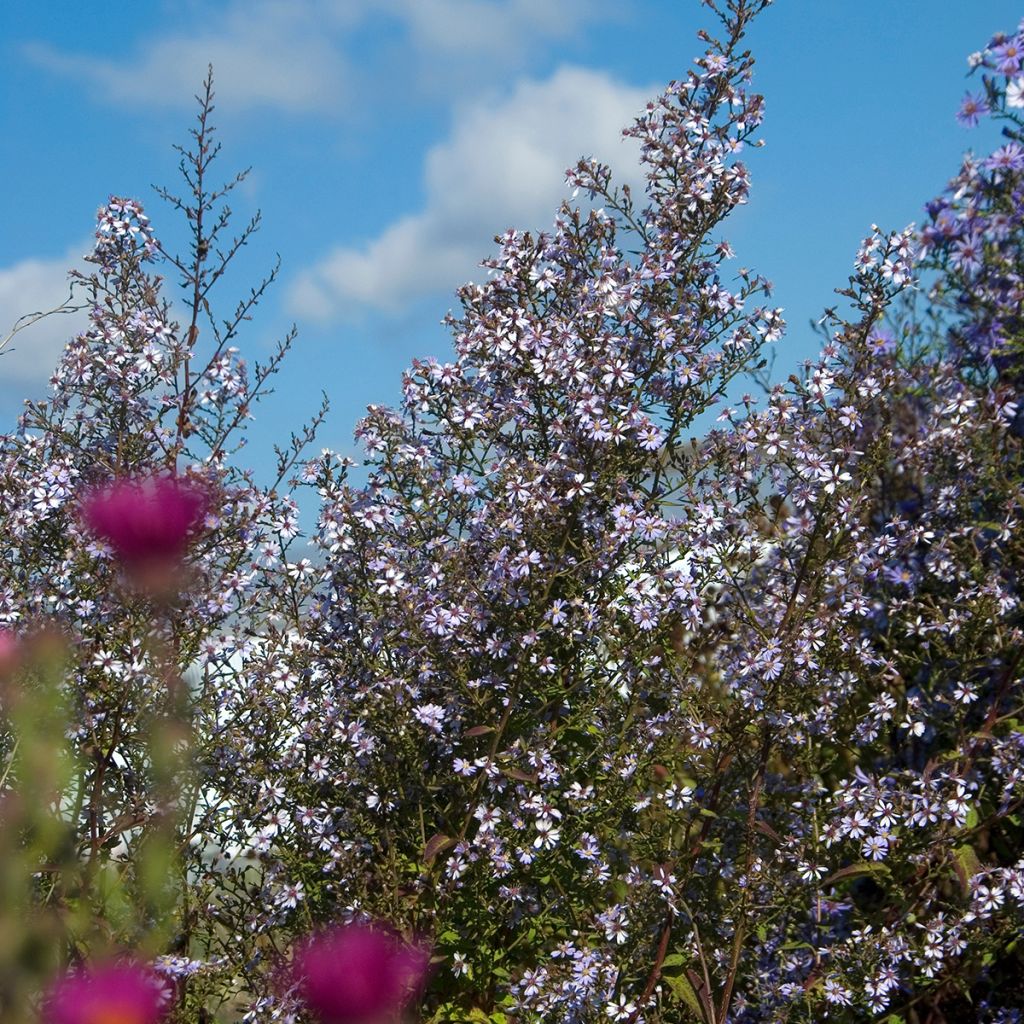 Aster cordifolius Idéal