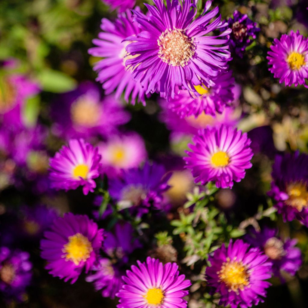 Aster dumosus Anneke
