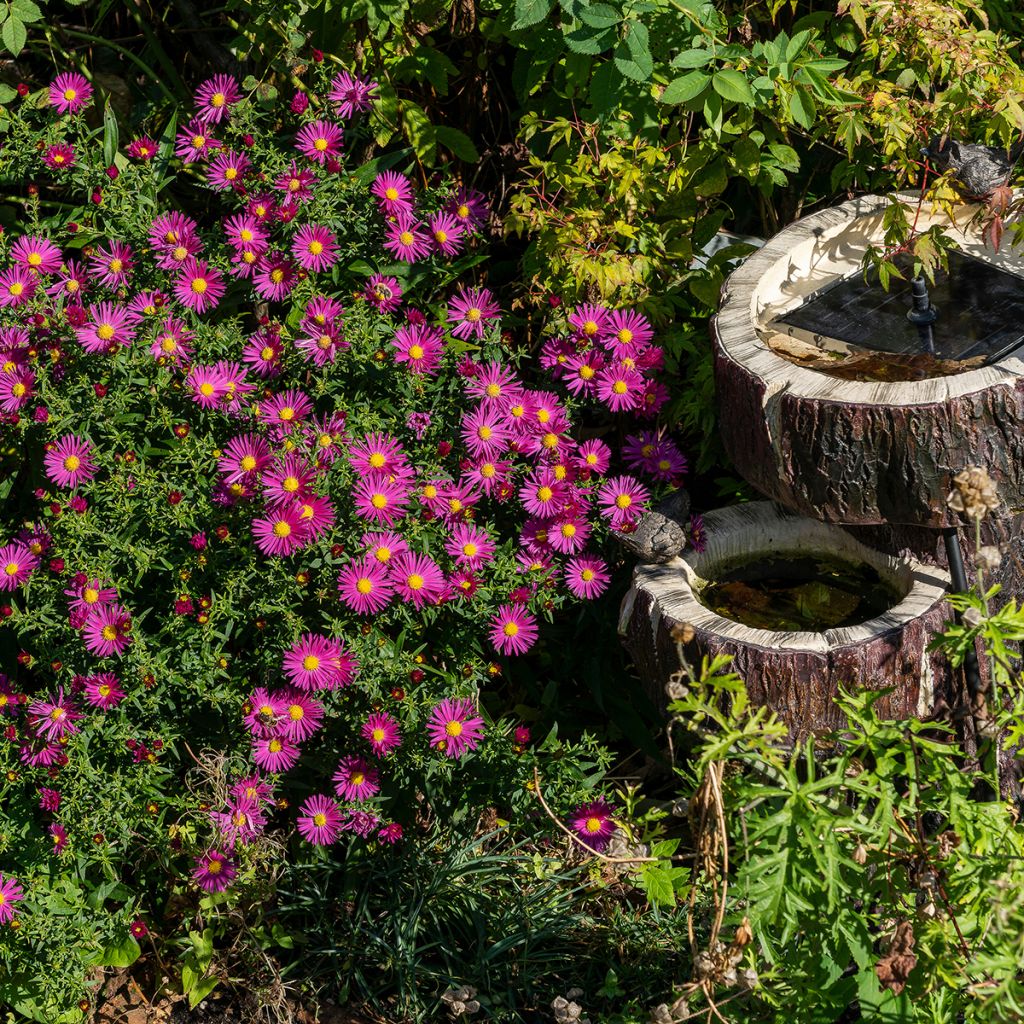 Aster dumosus Bahamas