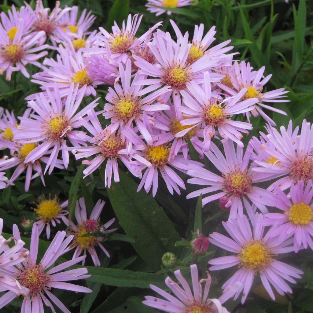Aster dumosus Peter Harrison