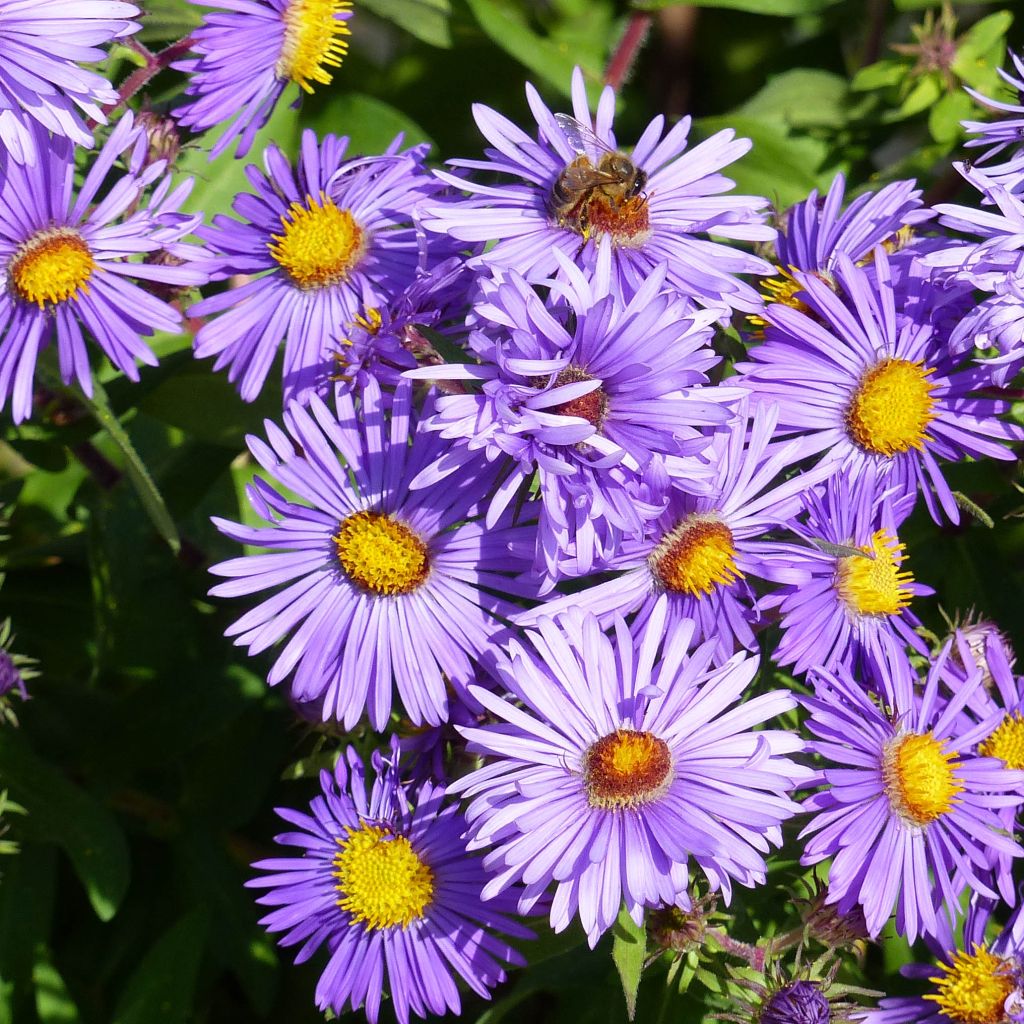 Aster novae-angliae Barrs Blue - Astro settembrino