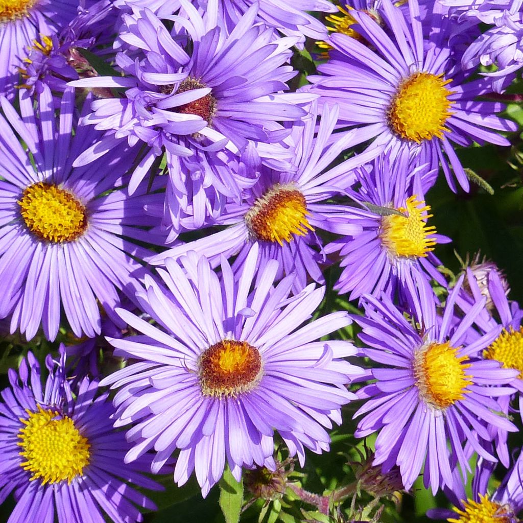 Aster novae-angliae Barrs Blue - Astro settembrino