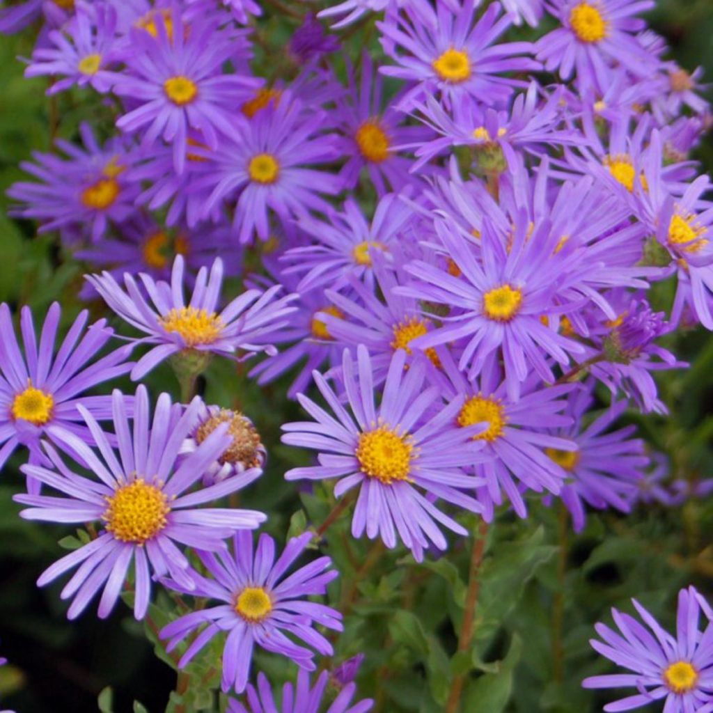 Aster novi-belgii Eventide - Astro settembrino
