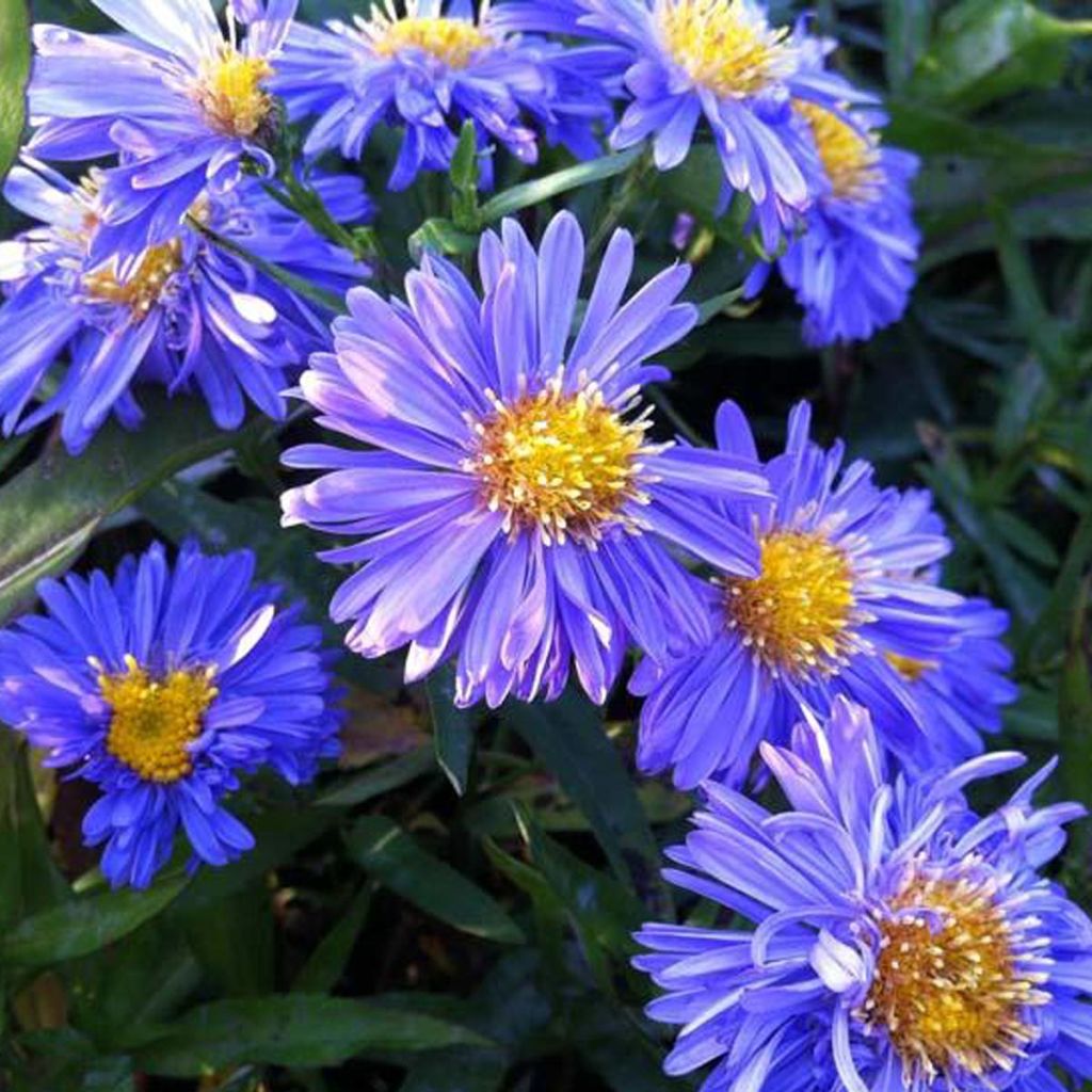Aster novi-belgii Marie Ballard - Astro settembrino