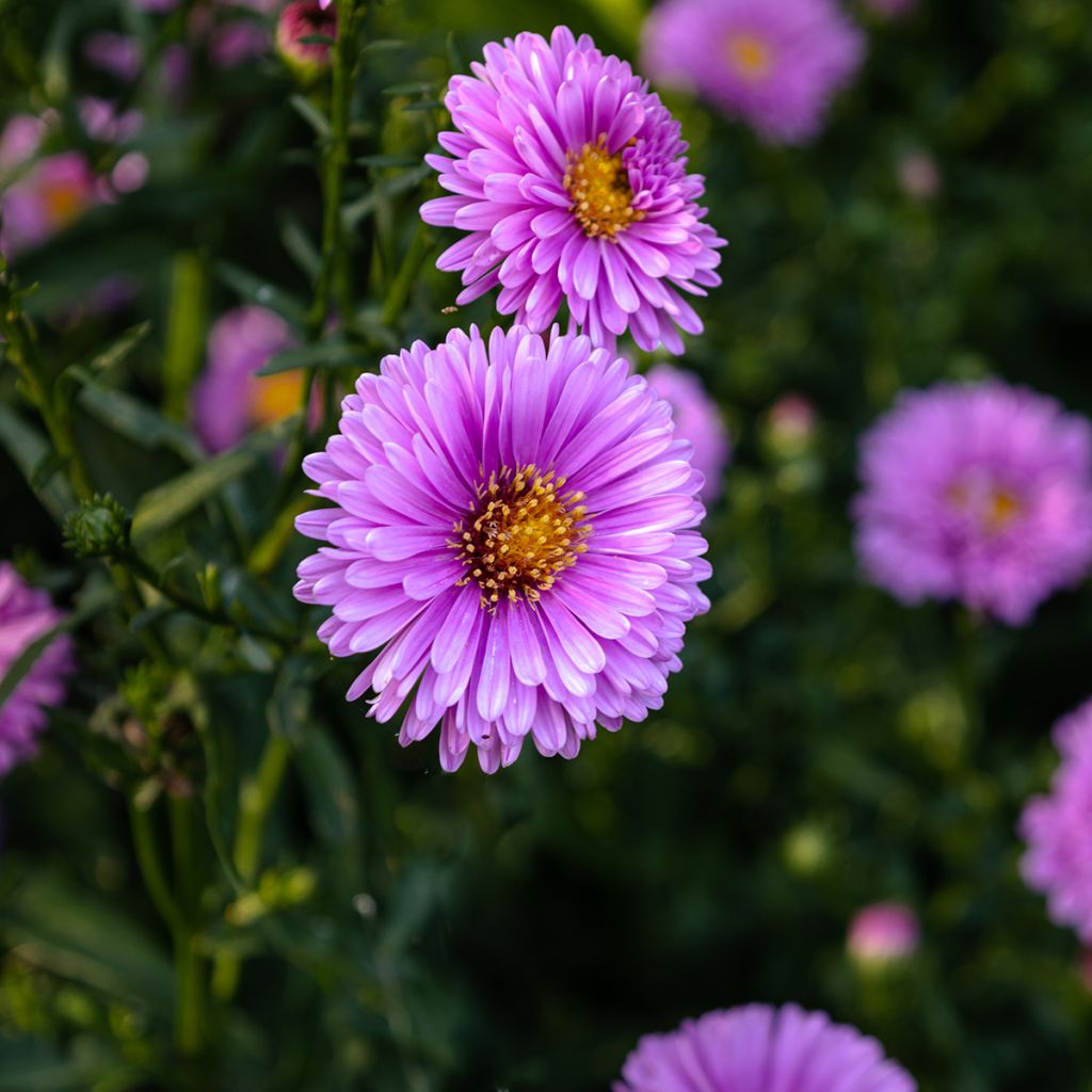 Aster novi-belgii Patricia Ballard - Astro settembrino