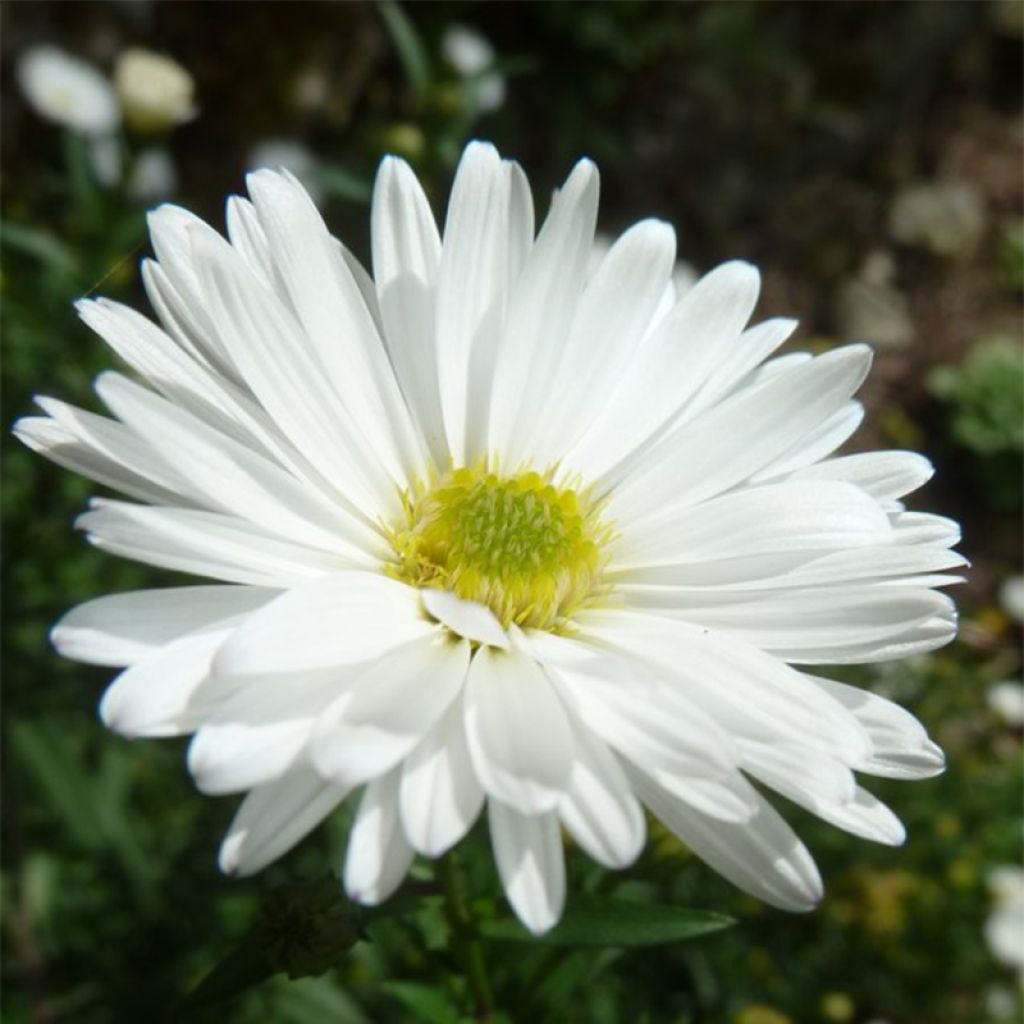 Aster novi-belgii White Lady - Astro settembrino