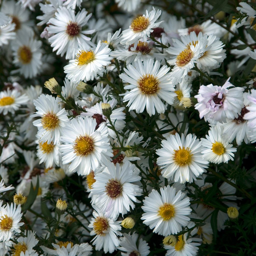 Aster novi-belgii White Lady - Astro settembrino