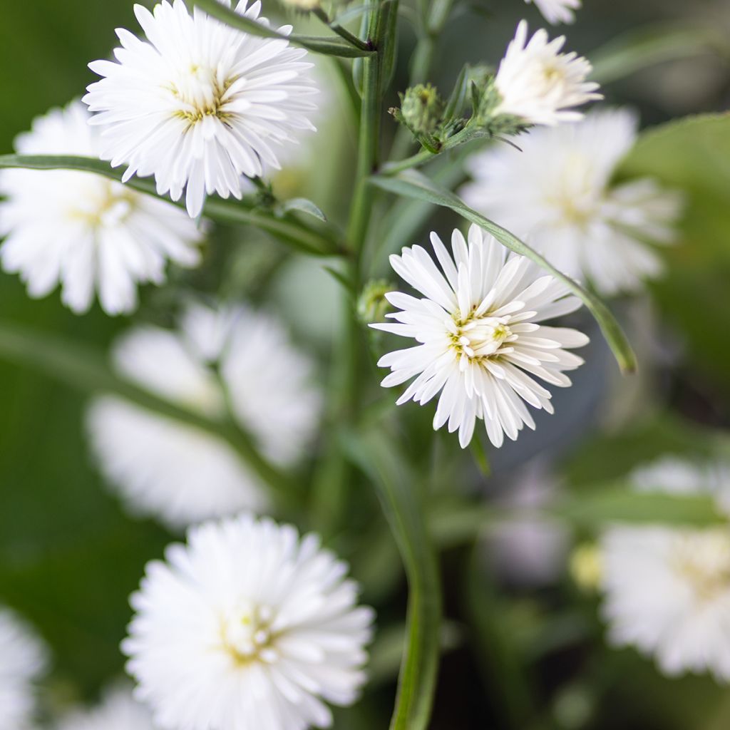 Aster novi-belgii White Lady - Astro settembrino