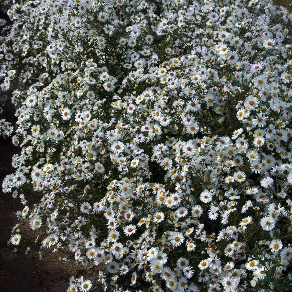 Aster novi-belgii White Lady - Astro settembrino