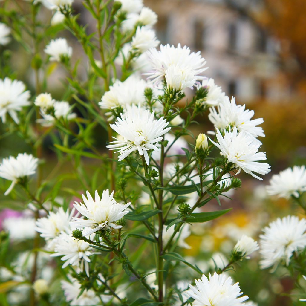 Aster novi-belgii White Lady - Astro settembrino