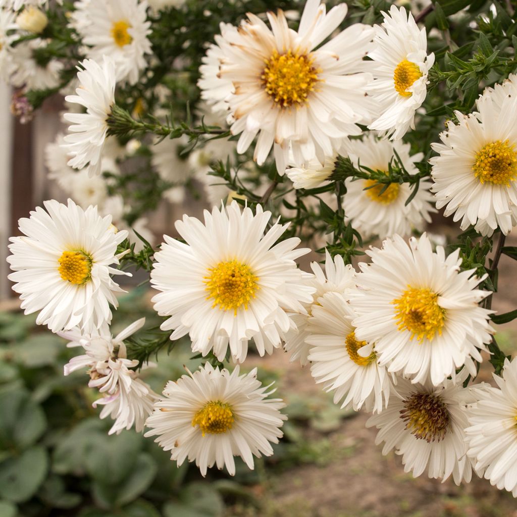 Aster novi-belgii White Lady - Astro settembrino