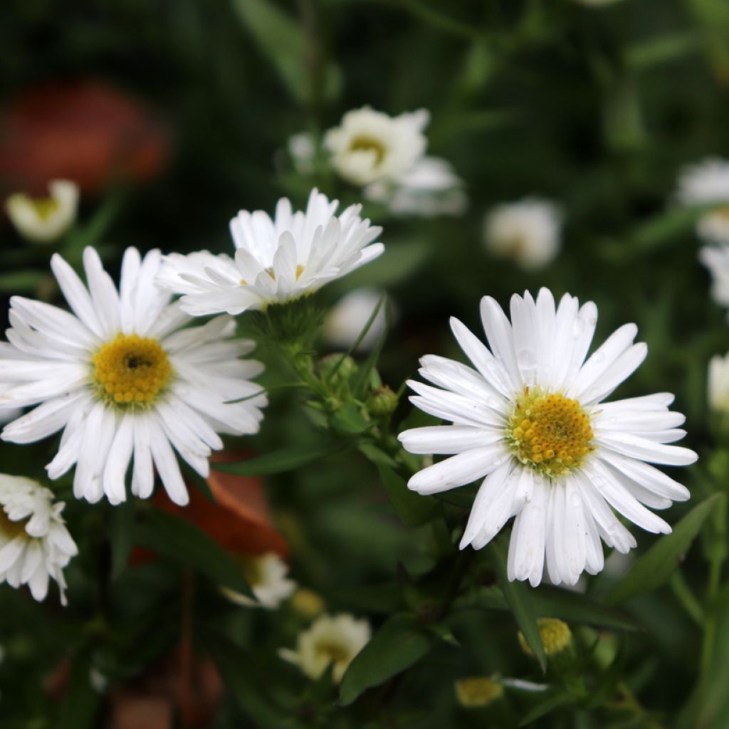 Aster novi-belgii White Lady - Astro settembrino