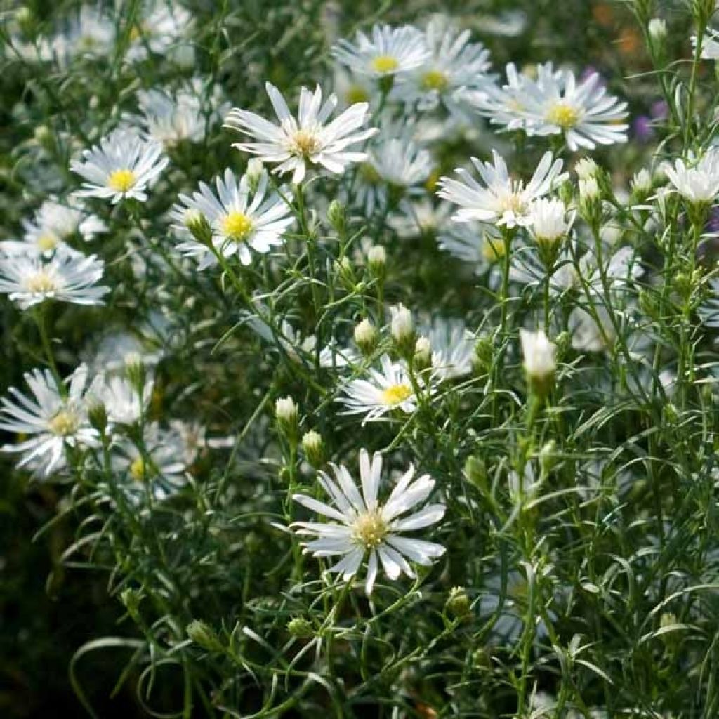 Aster ericoides var. pringlei Monte Cassino
