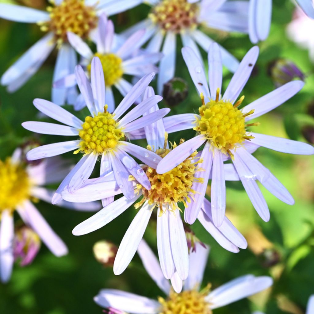 Aster ageratoides Adustus Nanus