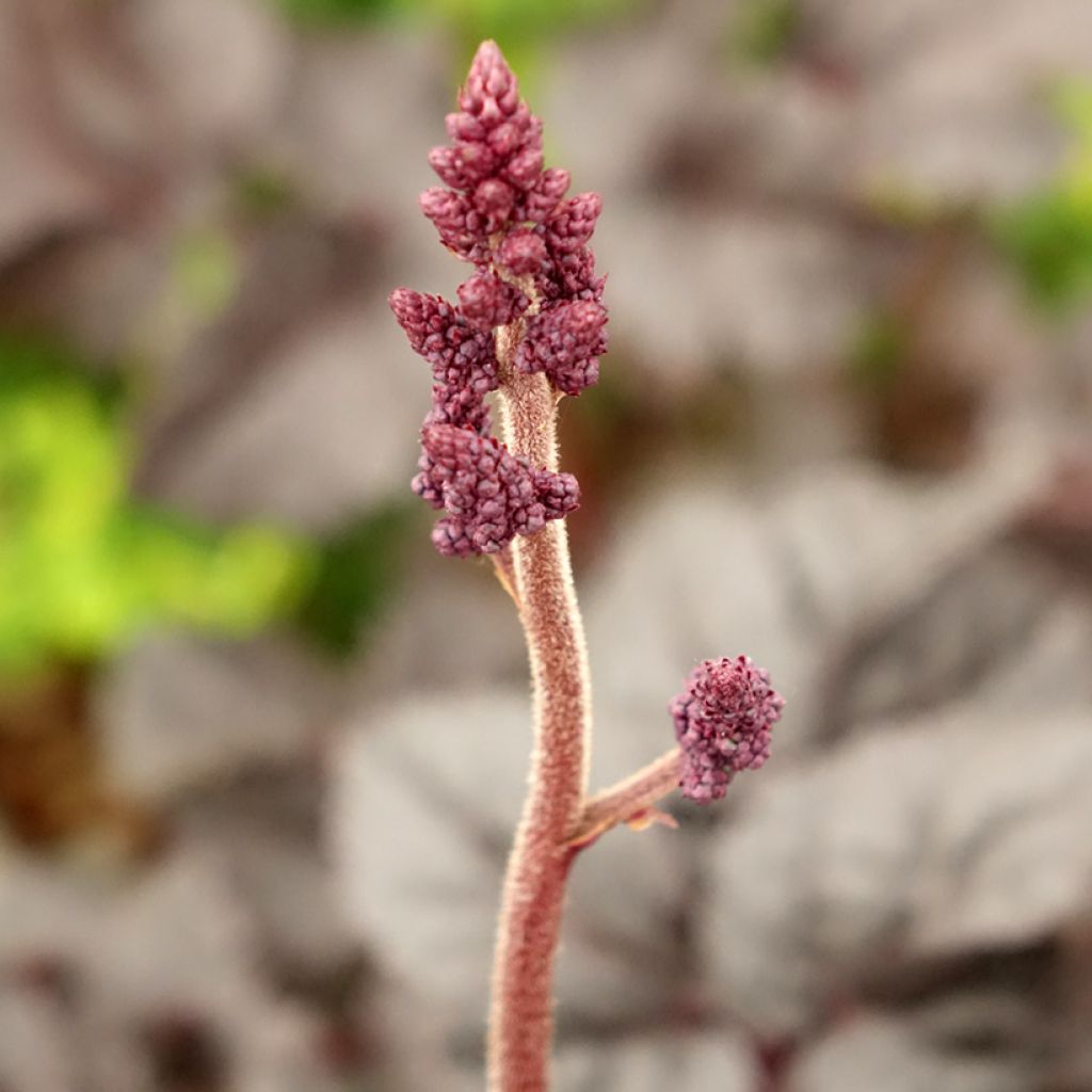 Astilbe chinensis Darkside Of The Moon