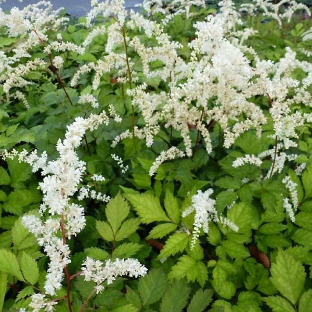 Astilbe Prof. van der Wielen