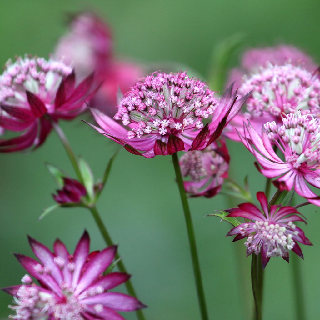 Astrantia major Claret