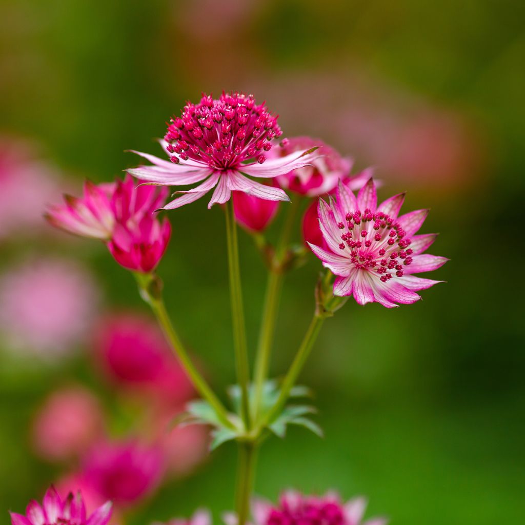 Astrantia major Lars