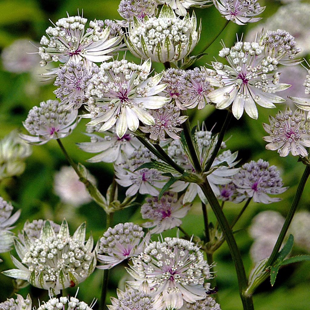 Astrantia major