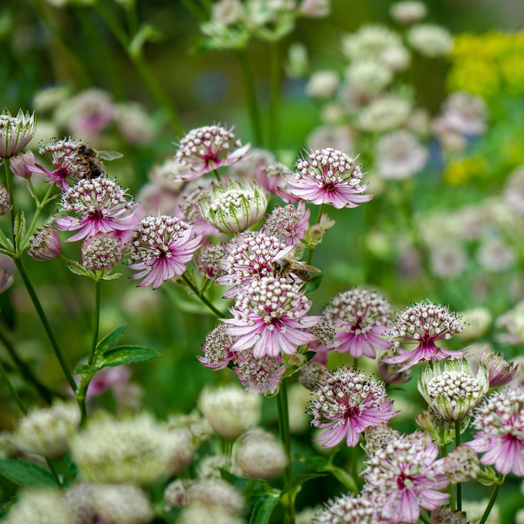 Astrantia major