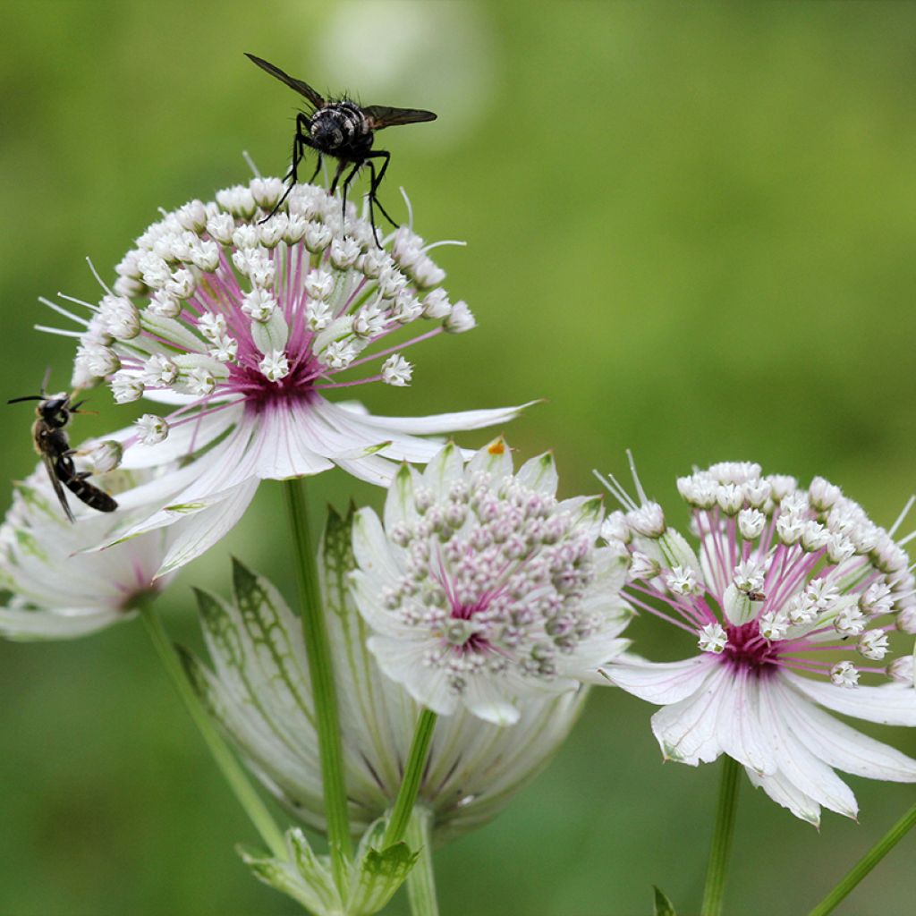 Astrantia major
