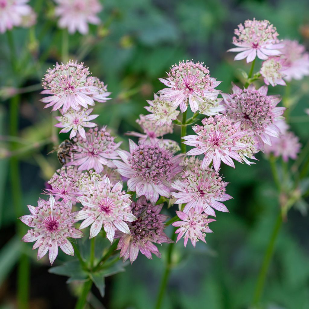 Astrantia major