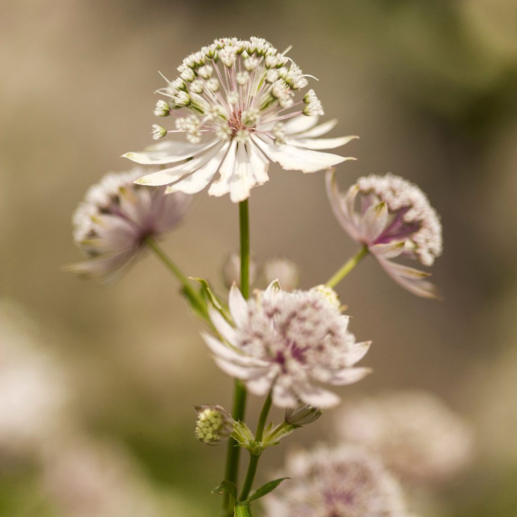 Astrantia major