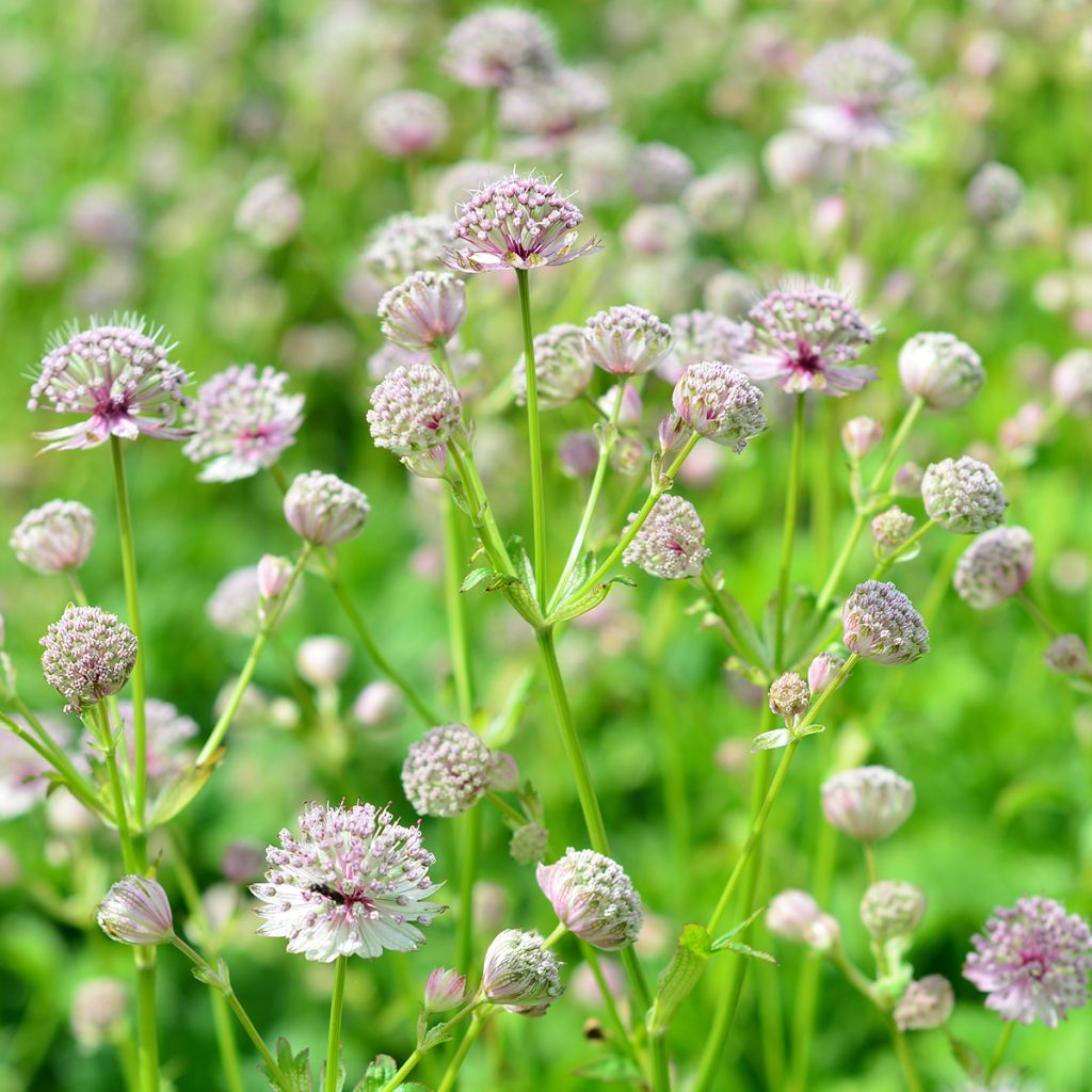 Astrantia major