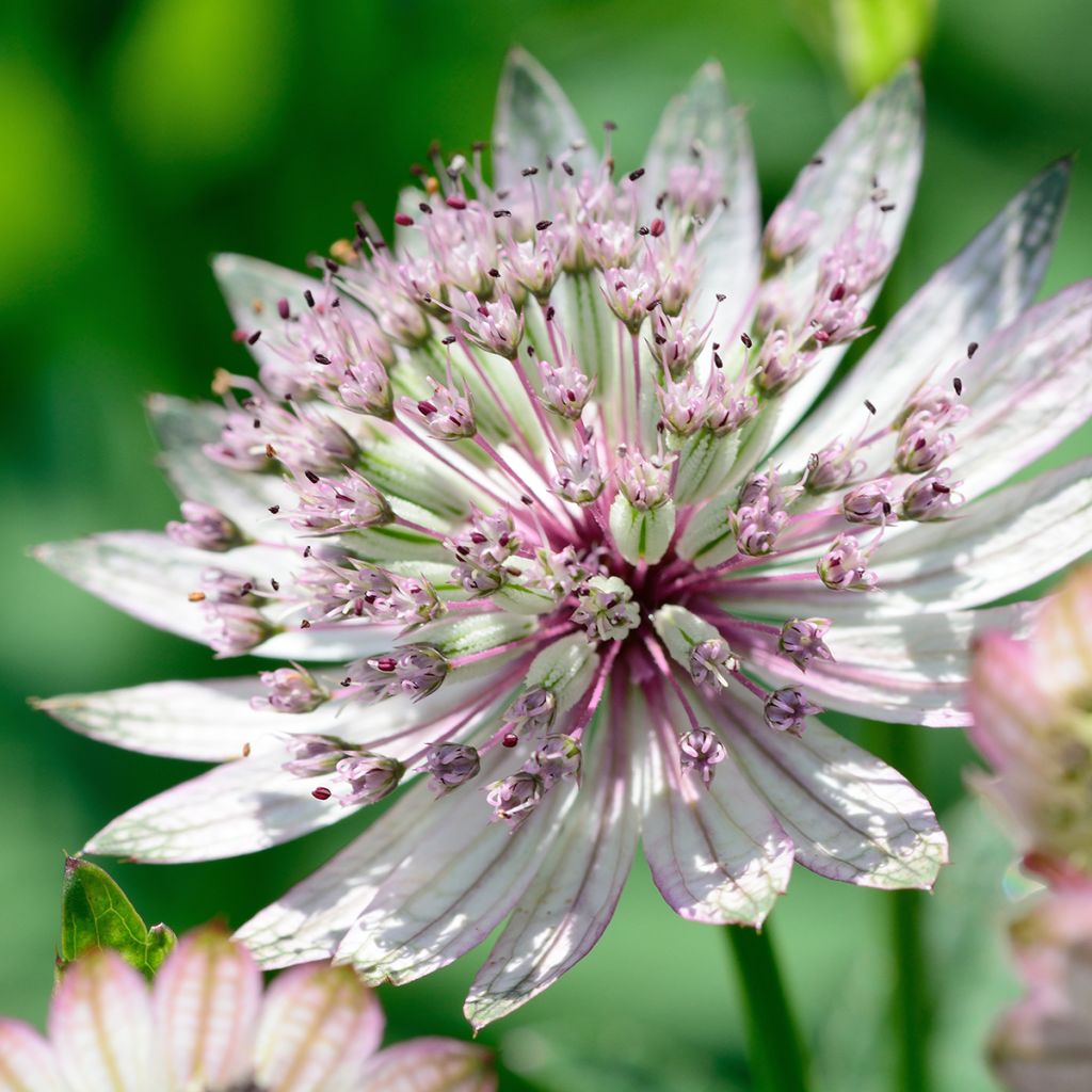 Astrantia major