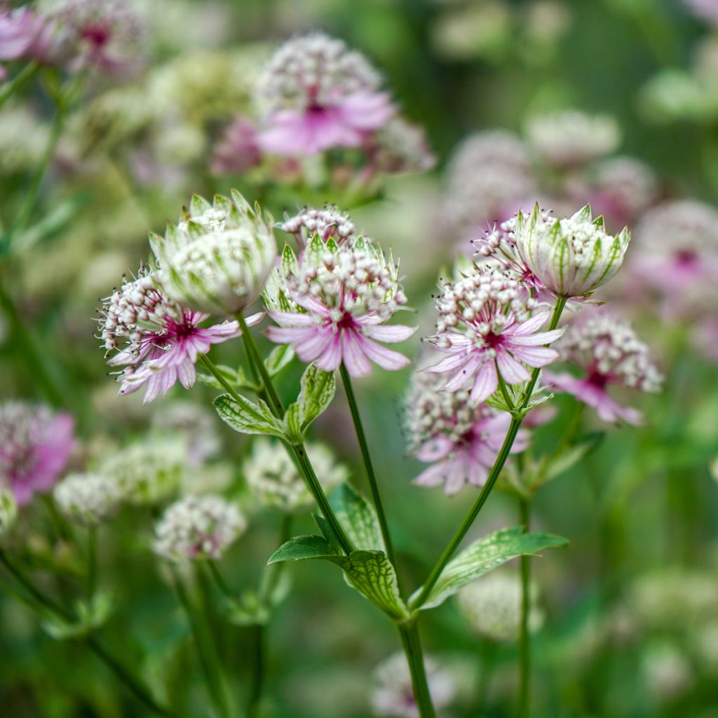 Astrantia major