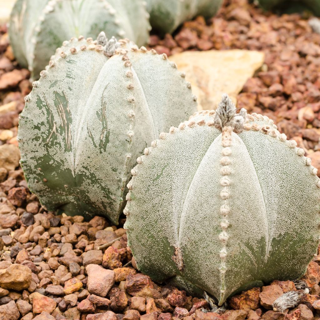 Astrophytum myriostigma - Berretta del vescovo