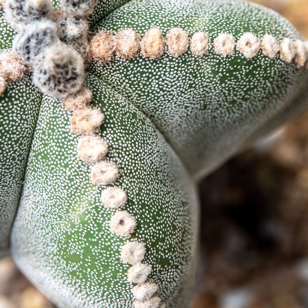Astrophytum myriostigma - Berretta del vescovo