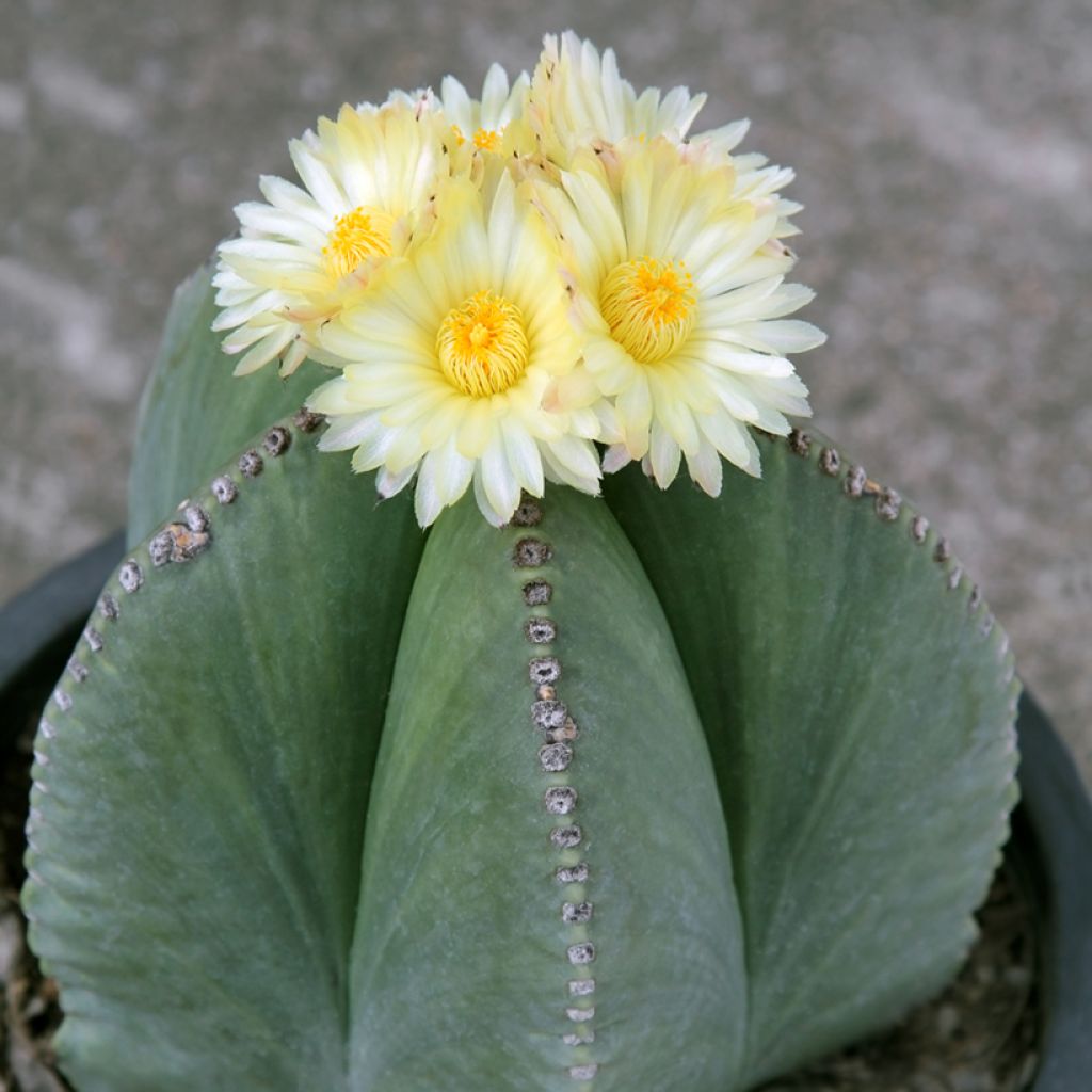 Astrophytum myriostigma - Berretta del vescovo