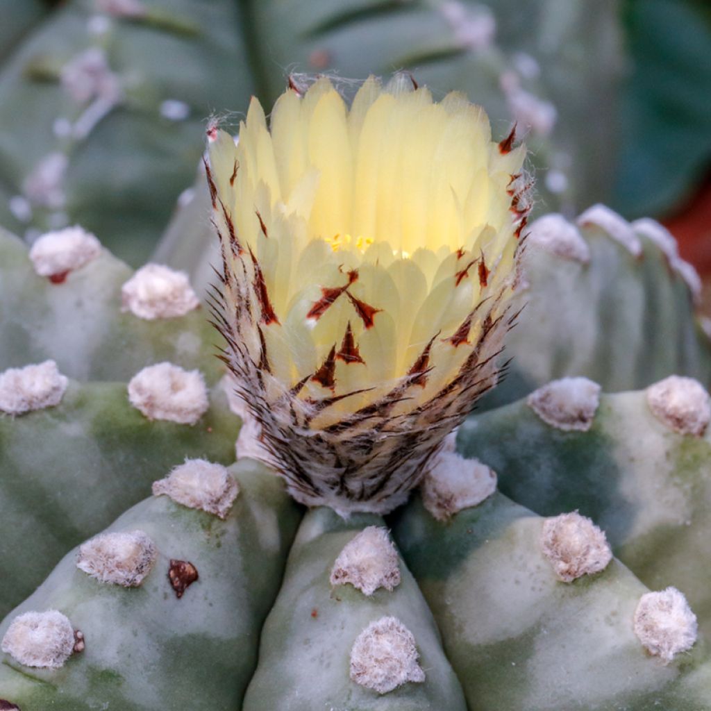 Astrophytum myriostigma - Berretta del vescovo