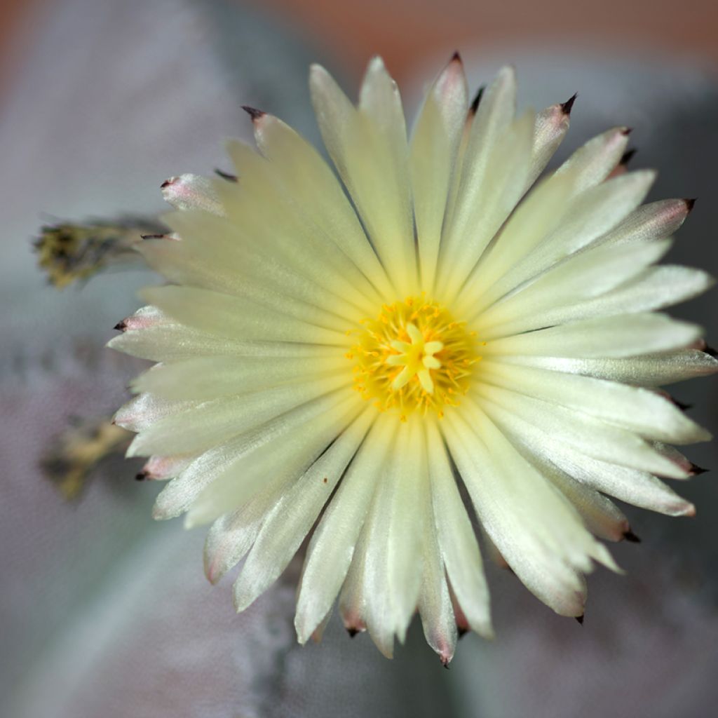Astrophytum myriostigma - Berretta del vescovo