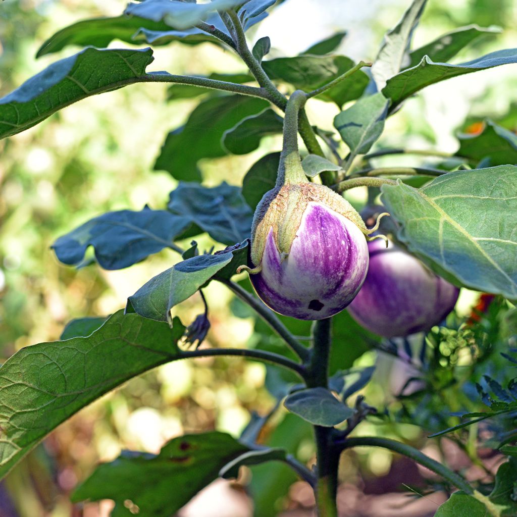 Melanzana Rotonda Bianca di Sfumata
