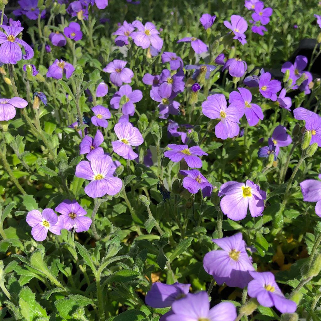 Aubrieta Cascade Blue - Aubrezia