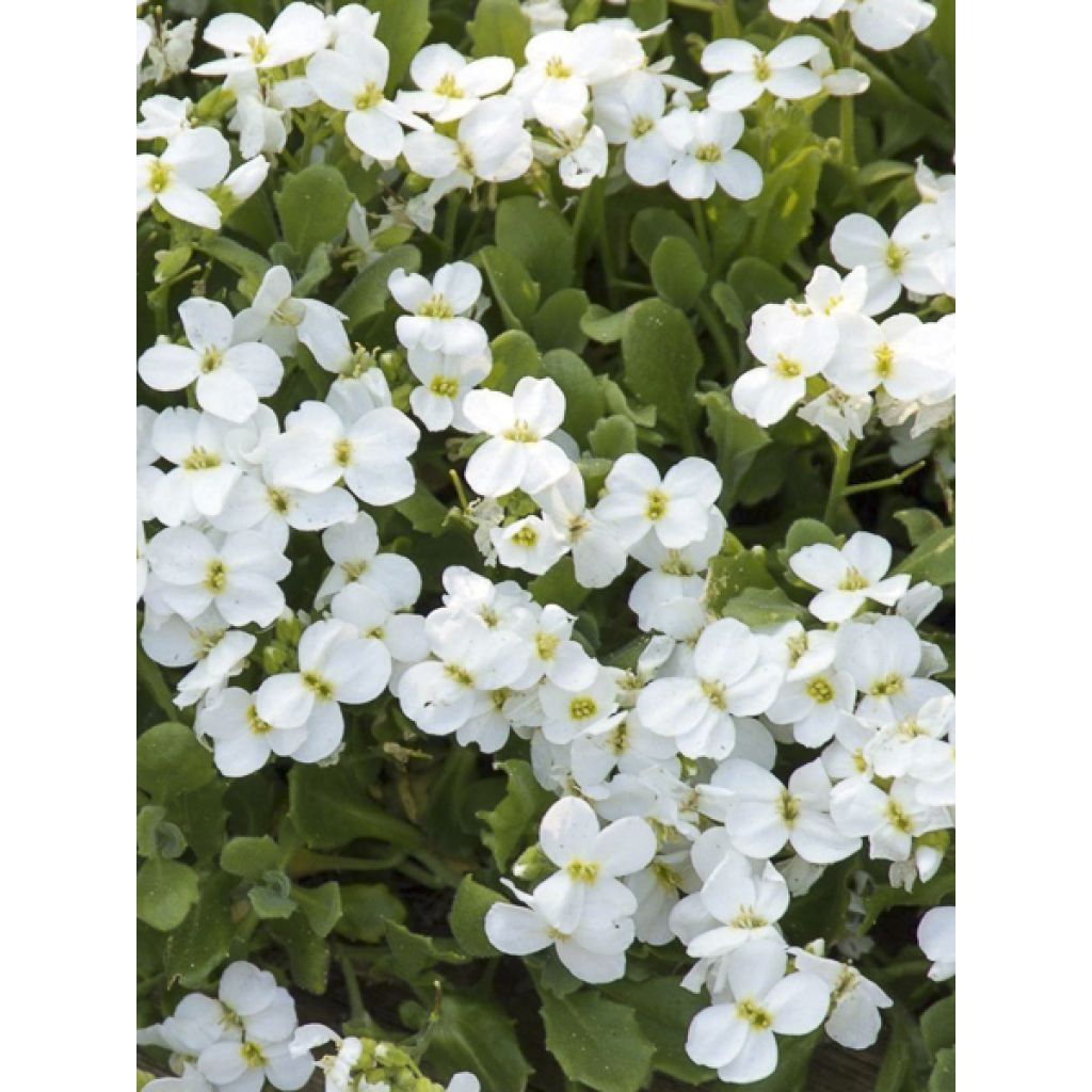 Aubriète Pixie Pearls - Aubrieta cultorum