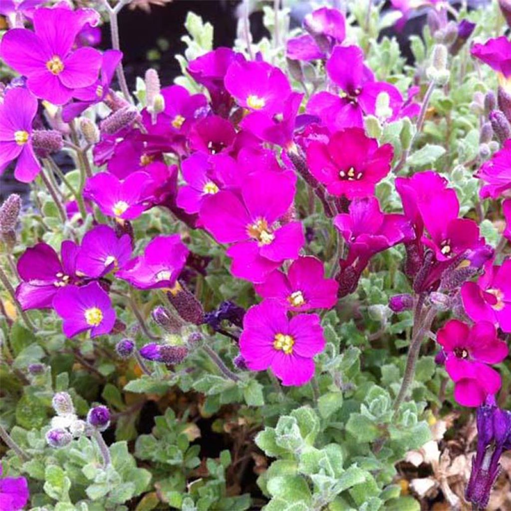 Aubrieta Cascade Red - Aubrezia