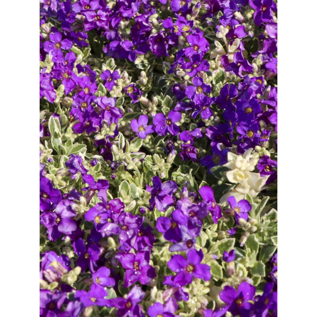 Aubriète Silberrand - Aubrieta