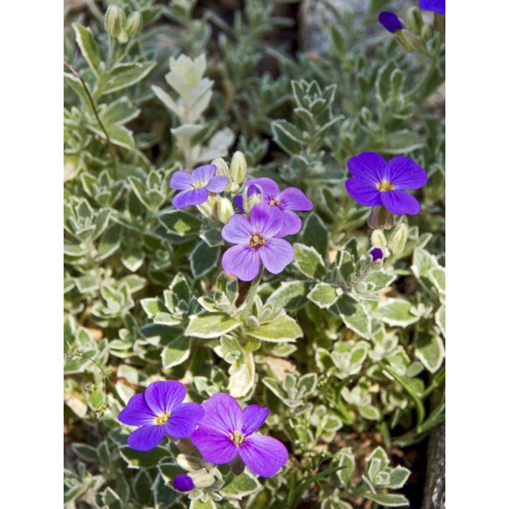 Aubriète Silberrand - Aubrieta