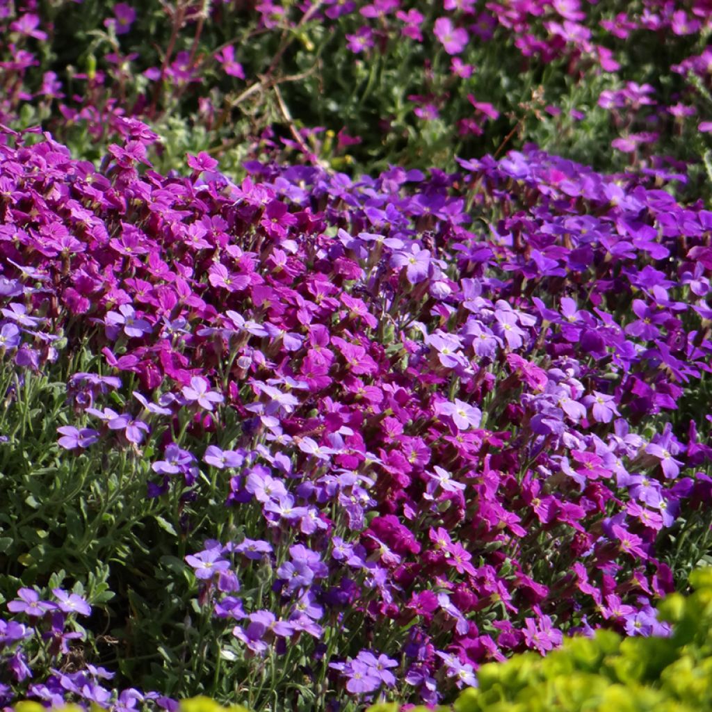 Aubrieta Cascade Mix - Aubrezia