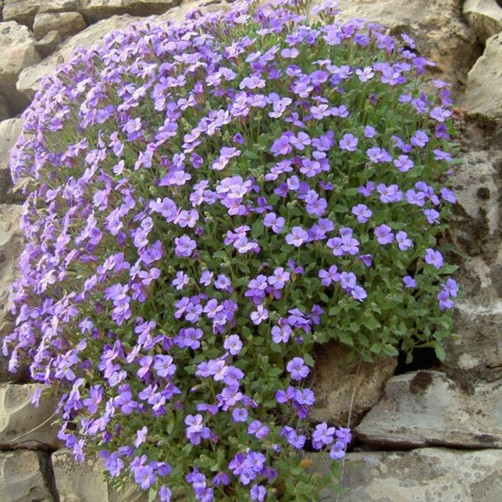 Aubrieta Cascade Blue - Aubrezia
