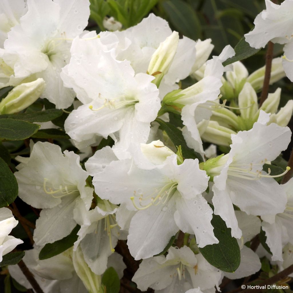 Azalea giapponese REPETITA White
