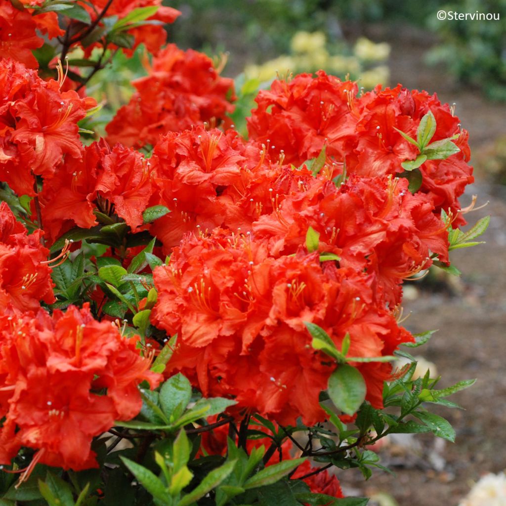 Azalea mollis de Chine Gibraltar